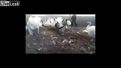 Brave Cock hit a Boy in his ass
