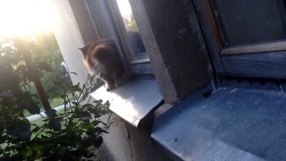 Funny cat, trying to get in house, try not to laugh or grin, funny