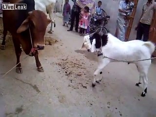 Cow Vs Goat fight
