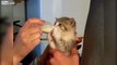 This Minuscule Kitten Is SO Excited To Drink From A Tiny Bottle