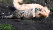 Funny Cat Fight ãŠã‹ã—ã„ã‚­ãƒ£ãƒƒãƒˆãƒ•ã‚¡ã‚¤ãƒˆ 2014