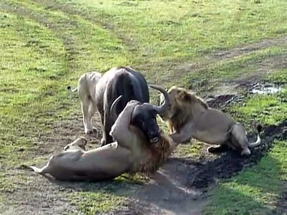 Lion buffalo's and balls off - Dailymotion