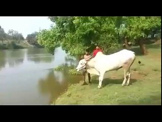 Bull most beautiful diving with man funny video watch Dailymotion