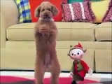 FUNNY ANIMALS - NEW FUNNY GIFS AND HILARIOUS CLIPS