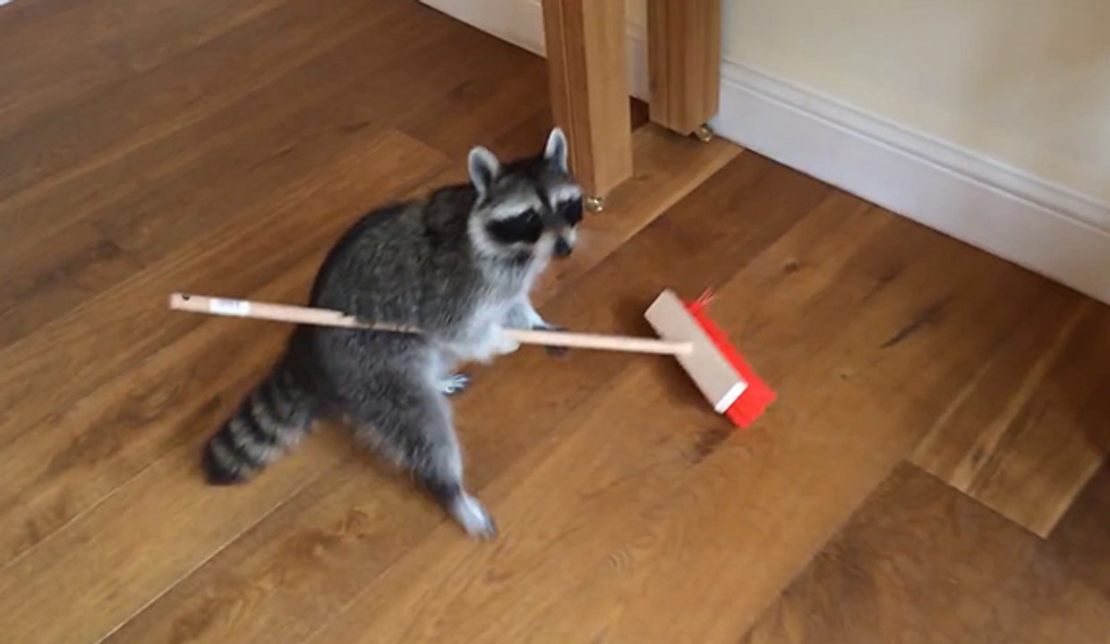 Un raton laveur apprivoisé passe le balais