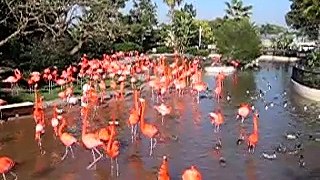 Flamingo Birds at Sea World, San Diego
