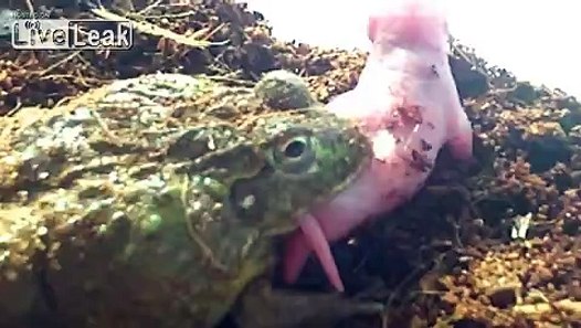 Oscar fish eats live mouse