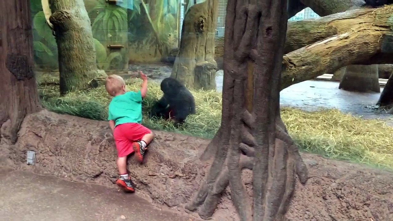Belle amitié entre un enfant et un bébé gorille
