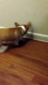 Corgi Loves Playing With Doorstop