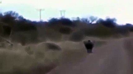 Lion vs Rhino Real Fight To Death - Animal Fight TV