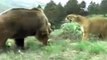 Lion vs Bear Top Real Fights to Death - Animal Fight TV