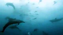 Mesmerizing View as Dolphins Interrupt Sardine Run