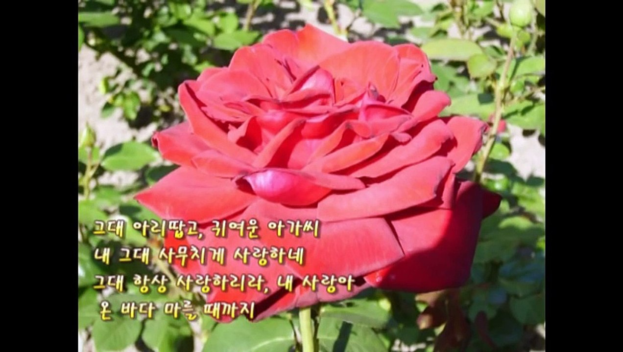 Jayne Hockley,Taryn Fiebig O, My Love Is Like A Red, Red Rose