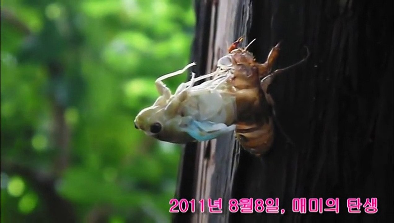 매미의 탄생