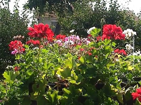 Septembar - suv i topao, 05. septembar 2015. (RTV Bor)