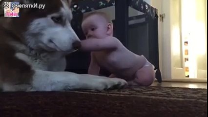 Малыш чуть пса не загрыз