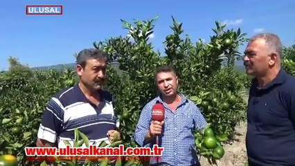 20 bin ton üretiliyor! Çok düşük fiyata satılıyor