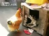 Dog drags the chicken to his room then trying to rap the chicken