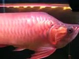 Super Red King Arowana