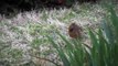 North Carolina Bird Watching - Cardinal (Male & Female)