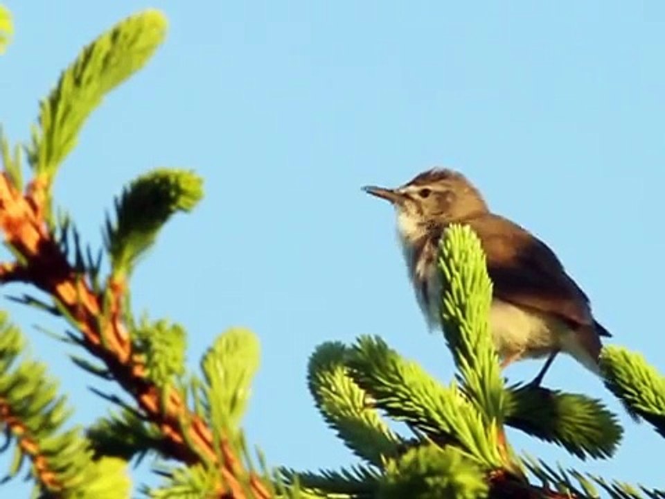 Blyth's Reed Warbler/Busksångare/Acrocephalus dumetorum -  Rottne, Småland June 4 2010