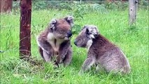 Cute Koalas Fight in Australian Park