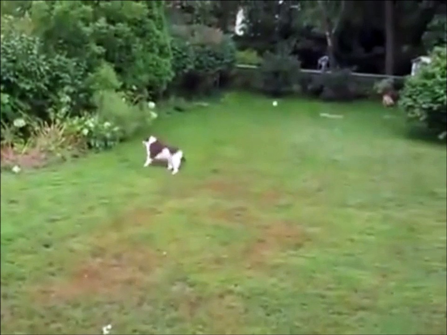 ⁣J'ai! J'ai! j'ai... Ah bah non j'ai pas... Chien trop marrant