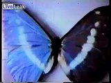 More shit from old MySpace page...BUTTERFLIES AND MOTHS