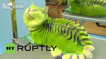 Russia: Meet Vasâ€™ka, the green DRAGON cat