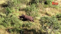 Conservationists dye rhino horns red to deter poachers