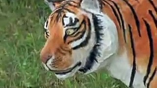 National Geographic Los Tigres de Siberia 4 de 6