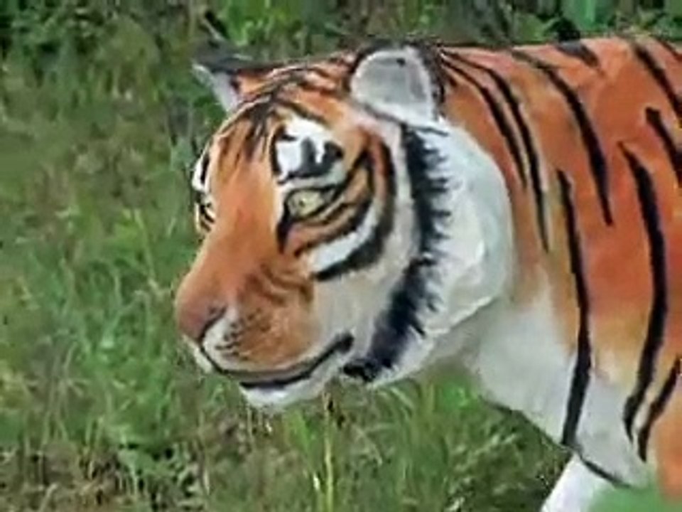 National Geographic Los Tigres de Siberia 4 de 6