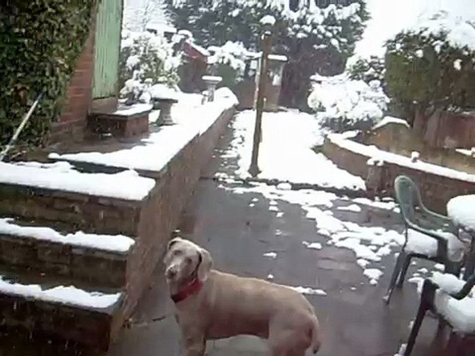 my dog in the snow this mornin