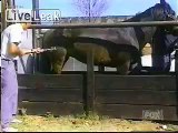 Hilarious Horse Branding Kick