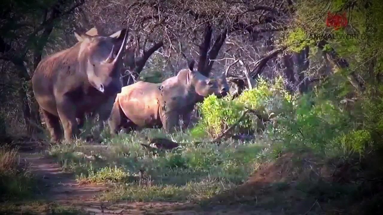[HD] Rhino fights - Funny Rhino Compilations