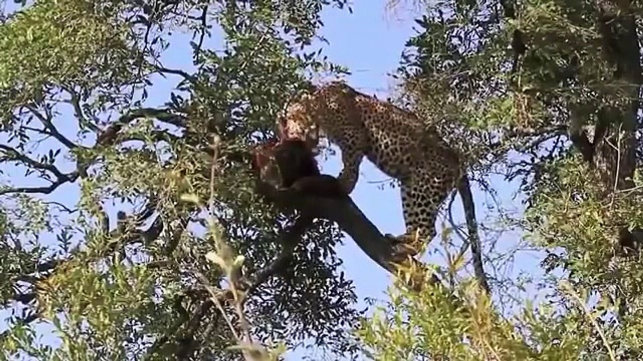Leopard vs Wild Boar Compilation HD   Wild Animal Fights 2015
