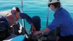 Huge Marlin Fish Pulled Onto Boat by Hand