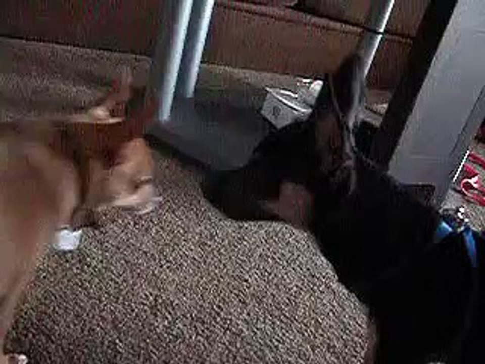 LibbY & Chicken, doGGz @ PLAY!