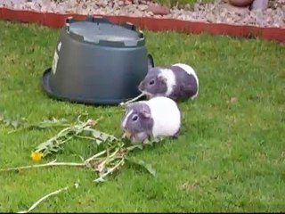 Guinea Pigs