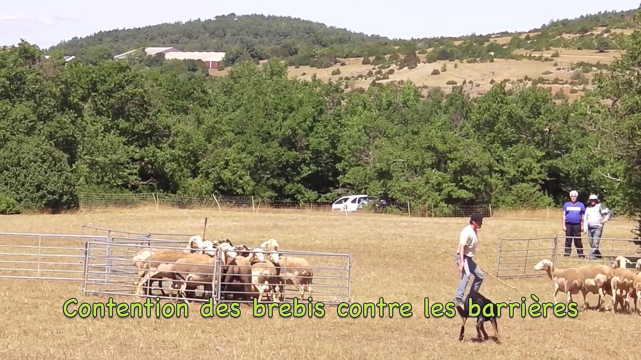 F'Cool beauceron concours Larzac 2015