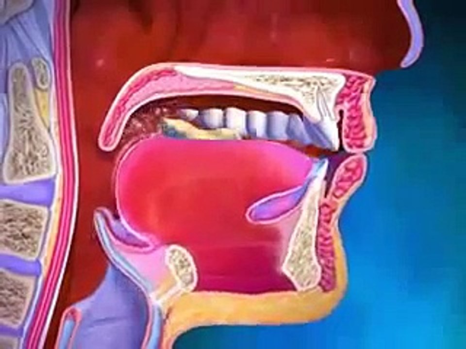 Santé Pratique   vidéo santé 3D expliquant le fonctionnement du corps humain avec Santé Pratique