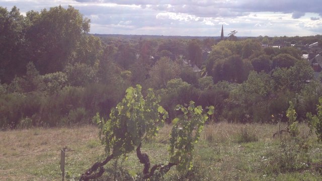 Vignes, vins, randos