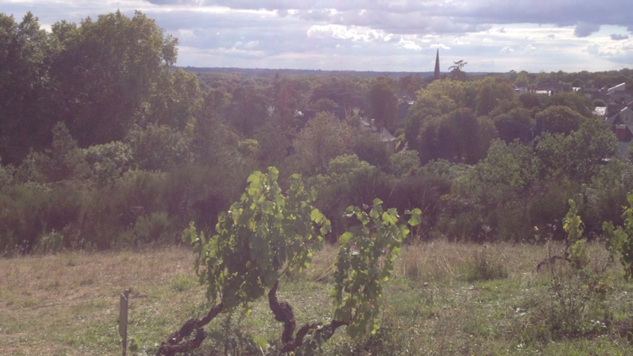 Vignes, vins, randos