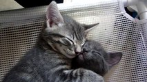 Kittens hugging each other!