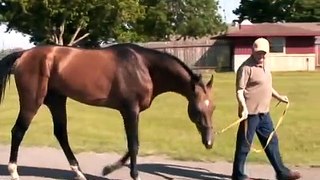 Russian Landing  Akhal-Teke Horse Breed