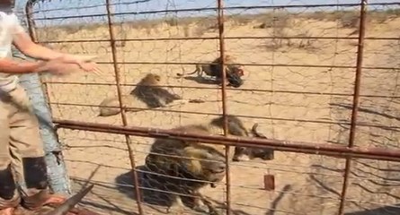 Le gardien d'un parc nourrit des lions avec des têtes de gnou
