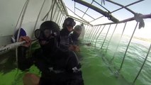 Video: Crazy Moments from Recent Great White Shark Cage Dives