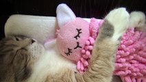 Cute Cat Hugs Doll