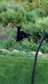 Bear Returns to New Jersey Garden on Its Hind Legs