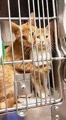 Two sister cats having a hug is so cute